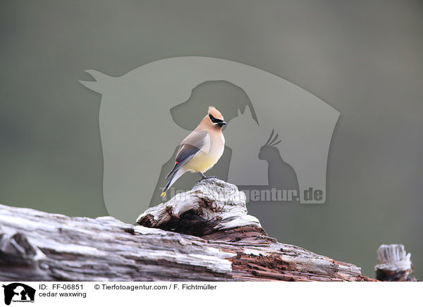 cedar waxwing / FF-06851