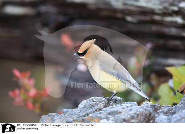 cedar waxwing / FF-06852