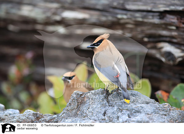 cedar waxwing / FF-06853