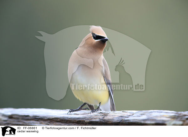 cedar waxwing / FF-06861