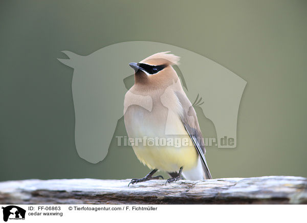 Zedernseidenschwanz / cedar waxwing / FF-06863