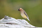 cedar waxwing