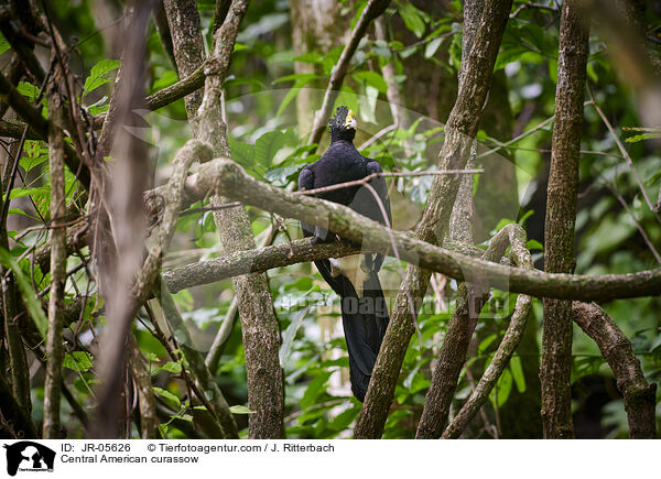 Tuberkelhokko / Central American curassow / JR-05626