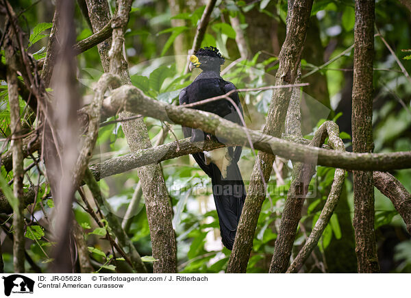 Tuberkelhokko / Central American curassow / JR-05628