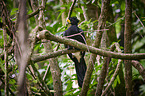 Central American curassow