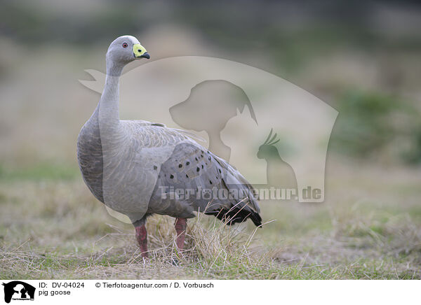 Hhnergans / pig goose / DV-04024