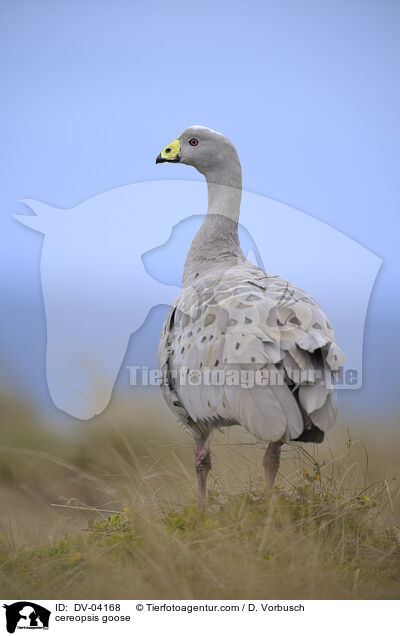 cereopsis goose / DV-04168