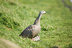 cereopsis goose