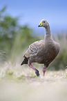 pig goose