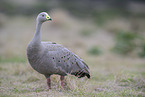 pig goose
