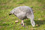 Cape Barren goose