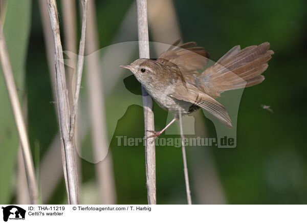 Seidensnger / Cetti?s warbler / THA-11219