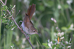 Cetti?s warbler
