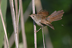 Cetti?s warbler