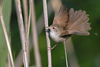 Cetti?s warbler