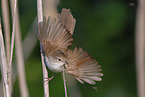 Cetti?s warbler