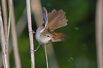 Cetti?s warbler