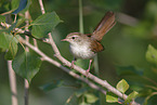 Cetti?s warbler