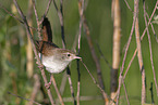 Cetti?s warbler