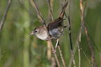 Cetti?s warbler
