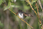 Cetti's warbler