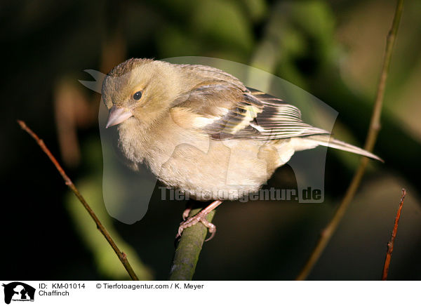 Chaffinch / KM-01014