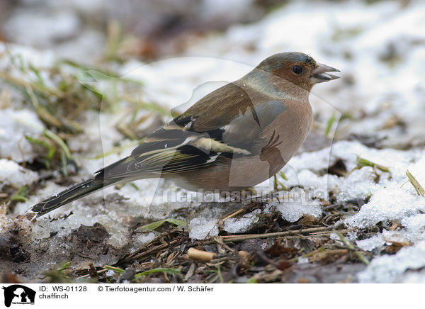 Buchfink / chaffinch / WS-01128