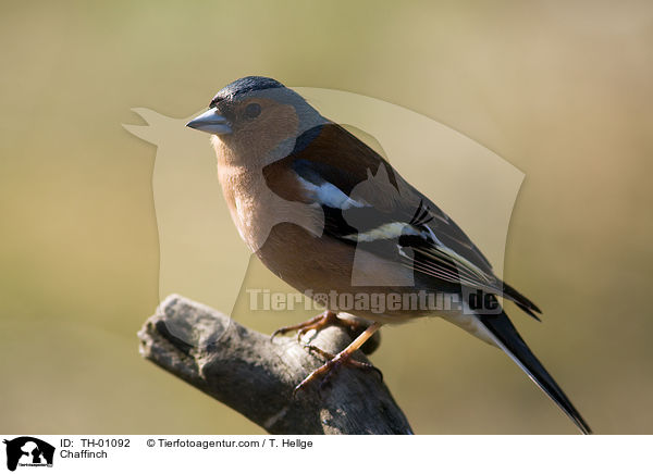 Chaffinch / TH-01092