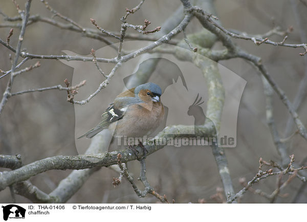 chaffinch / THA-01406