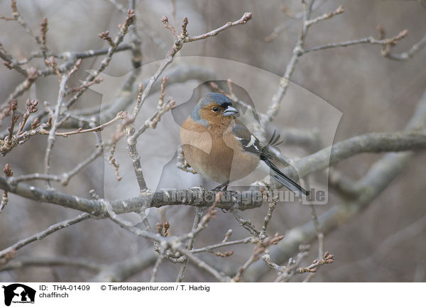 chaffinch / THA-01409