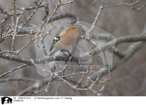 chaffinch / THA-01410