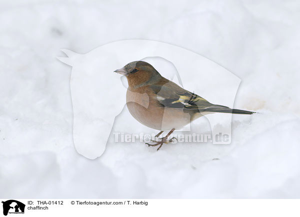 chaffinch / THA-01412
