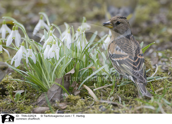 common chaffinch / THA-02624