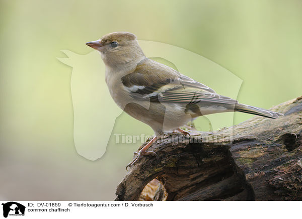 common chaffinch / DV-01859