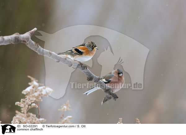 common chaffinch / SO-02291