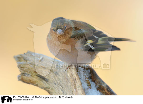 common chaffinch / DV-02094