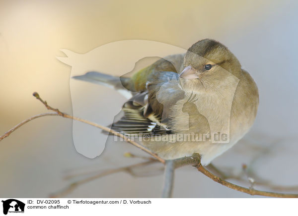 common chaffinch / DV-02095