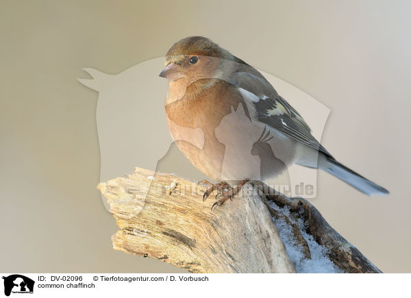 common chaffinch / DV-02096