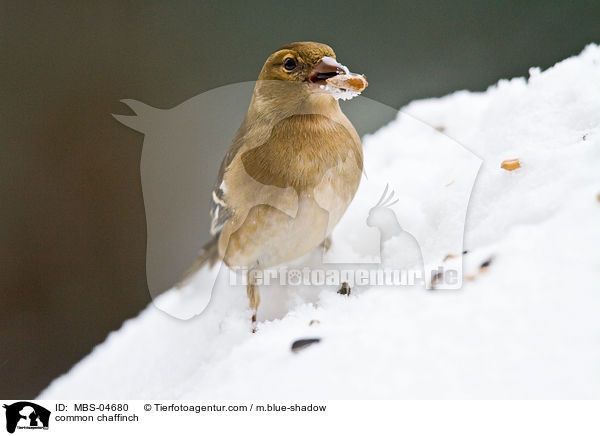 common chaffinch / MBS-04680
