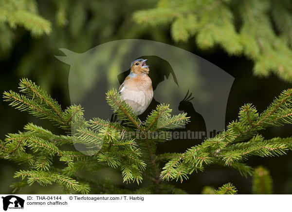 common chaffinch / THA-04144