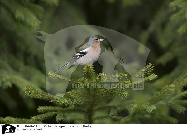 common chaffinch / THA-04145