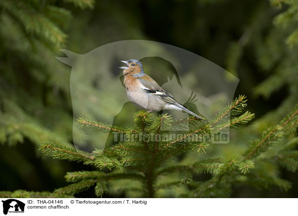 common chaffinch / THA-04146