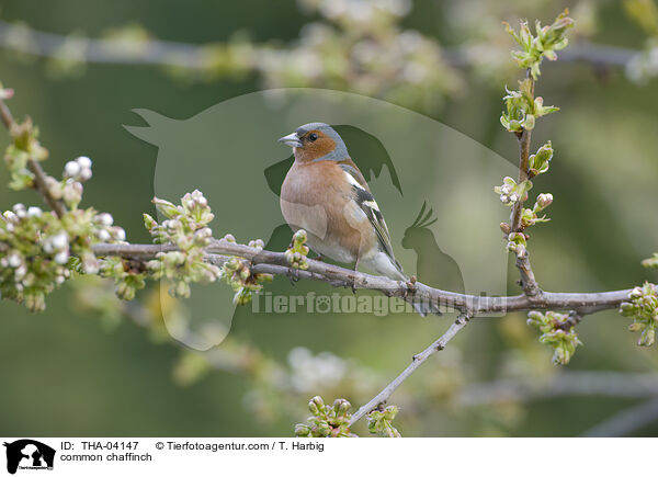 common chaffinch / THA-04147