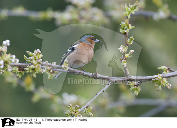 Buchfink / common chaffinch / THA-04148