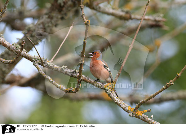 common chaffinch / FF-02177