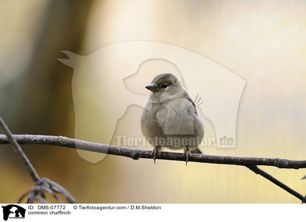 common chaffinch / DMS-07772
