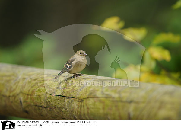 common chaffinch / DMS-07792