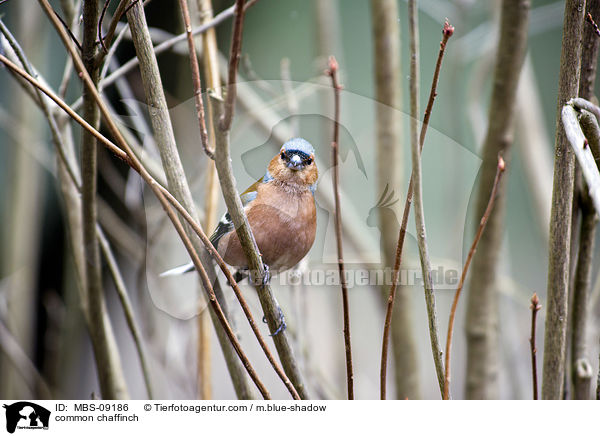 common chaffinch / MBS-09186