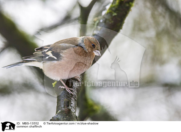 common chaffinch / MBS-13552