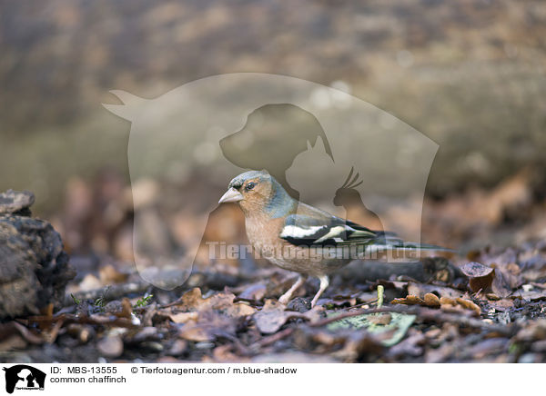 common chaffinch / MBS-13555